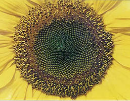 Fibonacci numbers in sunflower