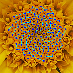 Fibonacci numbers in Yellow Chamomile